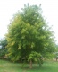 negundo 'Sensation' (Box Elder Maple)